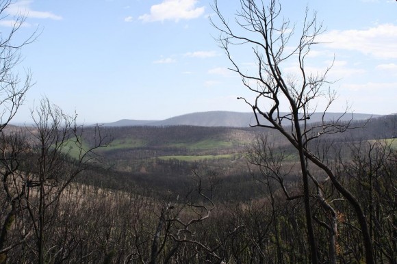 Views from the Kinglake climb.