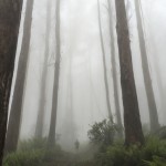 Vertical K: seeing a different side to Mt. Donna Buang