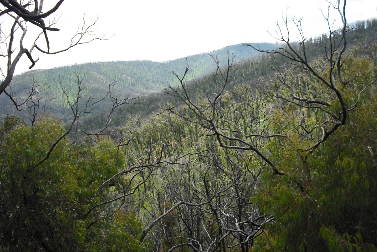 View from the Kinglake climb