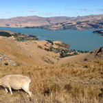 Cycling New Zealand 2015: the Port Hills of Christchurch